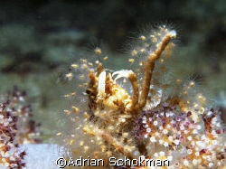 Taken during Night Dive at Redang Island. Olympus E-330 +... by Adrian Schokman 